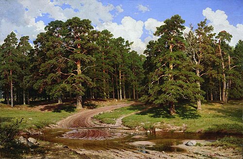 Pine Forest