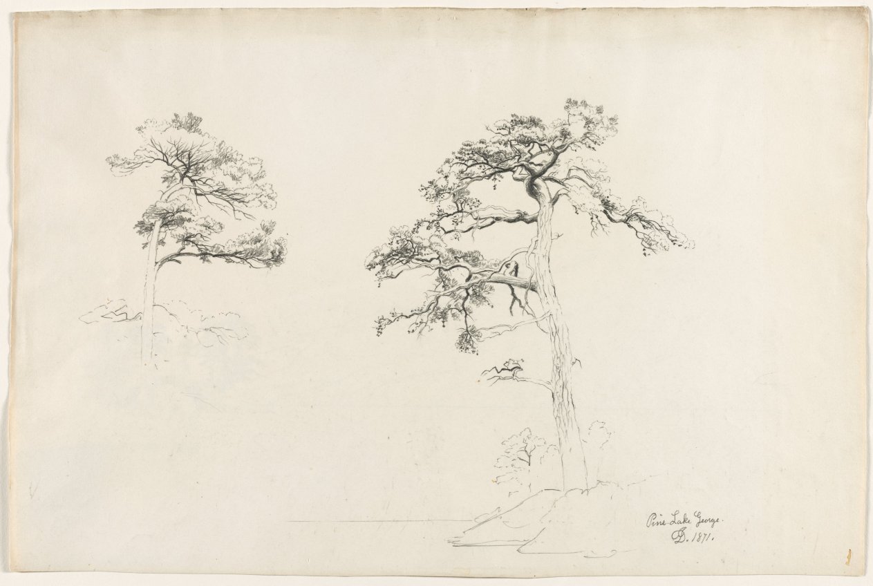 Pine, Lake George