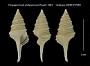 Pinguigemmula philippinensis