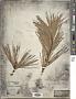 Pinus rigida Mill.