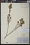 Piptolepis ericoides Sch. Bip.