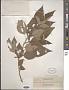 Pipturus arborescens (Link) C.B. Rob.