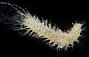 Piromis sp.