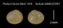 Pisidium hannai