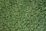 Pistia stratiotes L.