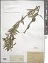 Pittosporum sp.