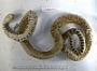 Pituophis catenifer