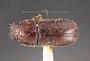Pityophilus barbatus