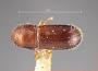 Pityophthoroides pudens