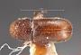 Pityophthorus abietis