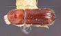 Pityophthorus acutus