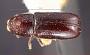 Pityophthorus anceps