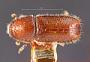Pityophthorus brevis