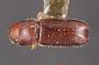 Pityophthorus briscoei