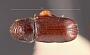 Pityophthorus caelator