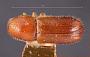 Pityophthorus clarus