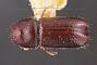Pityophthorus cognatus