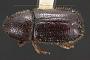 Pityophthorus coniperda