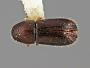Pityophthorus explicitus