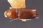 Pityophthorus infulatus