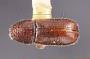 Pityophthorus ponderosae