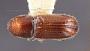 Pityophthorus solers