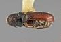 Pityophthorus vespertinus