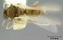 Plagiolepis clarki