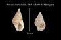 Planaxis inepta