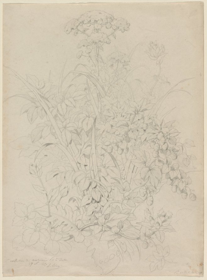 Plant Study