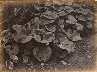 Plant Study