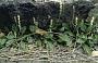 Plantago debilis R. Br.