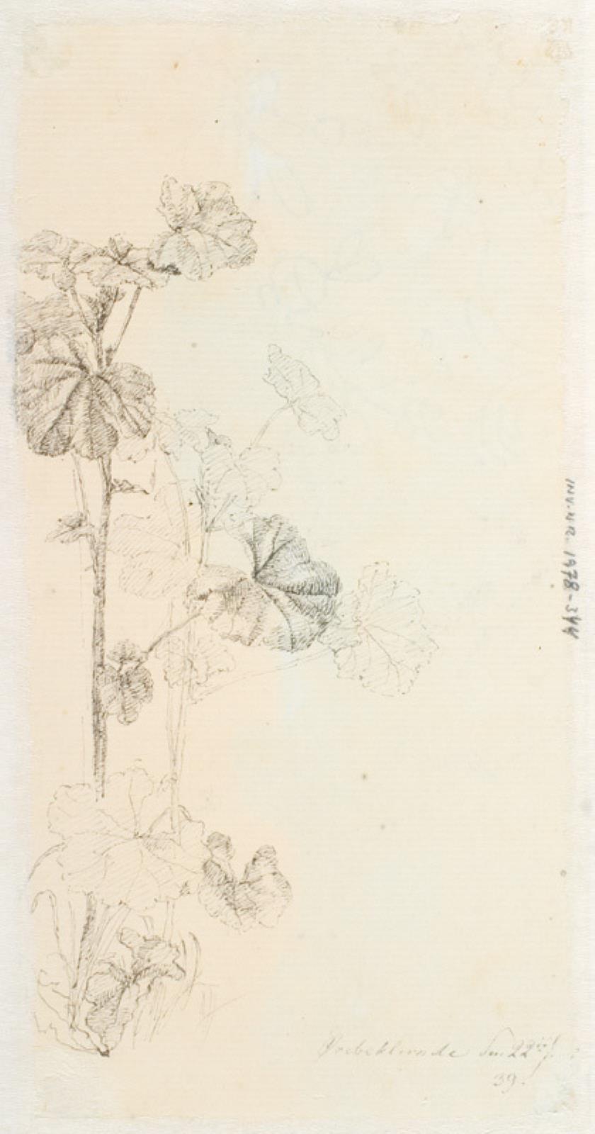 Plantestudie