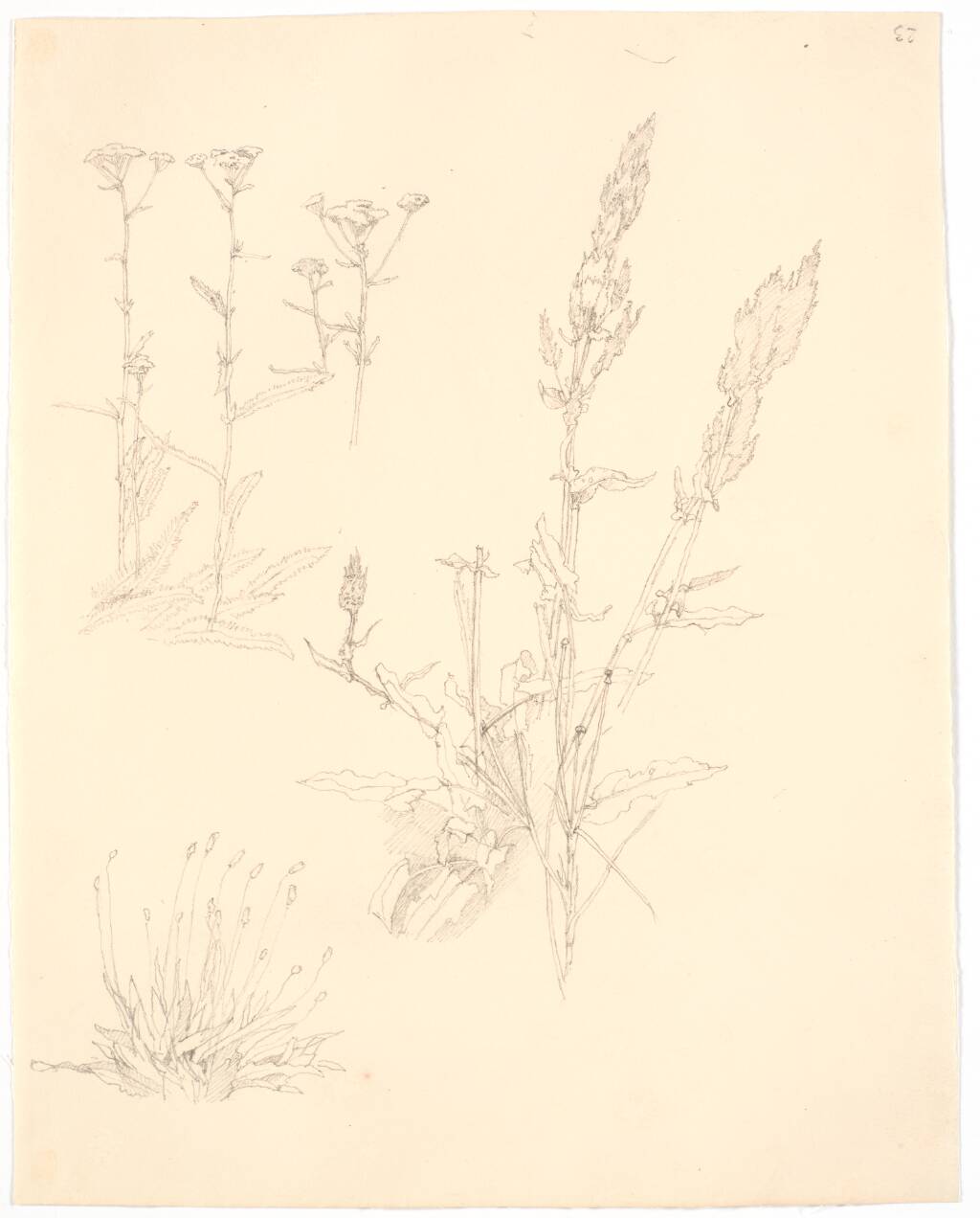 Plantestudier