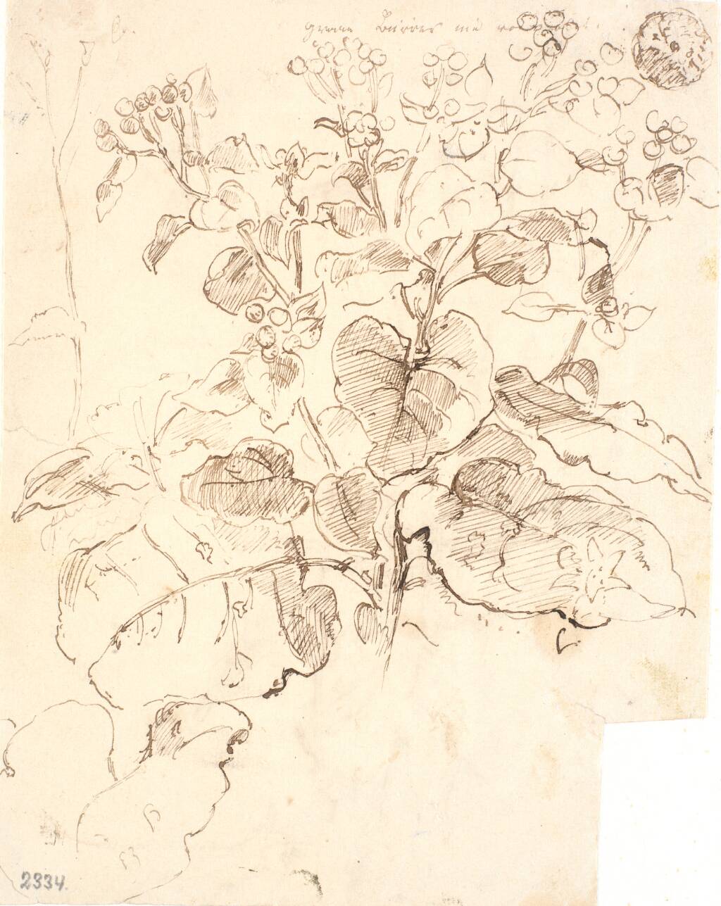 Plantestudier