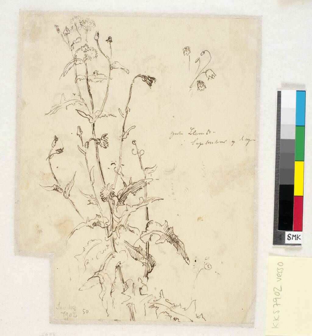 Plantestudier