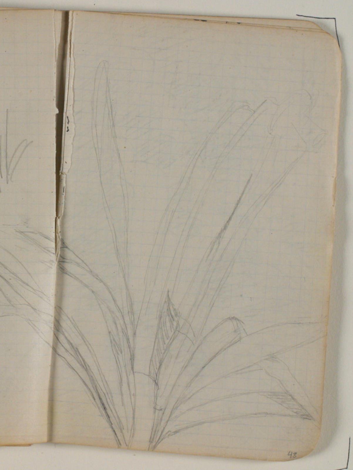 Plantestudier