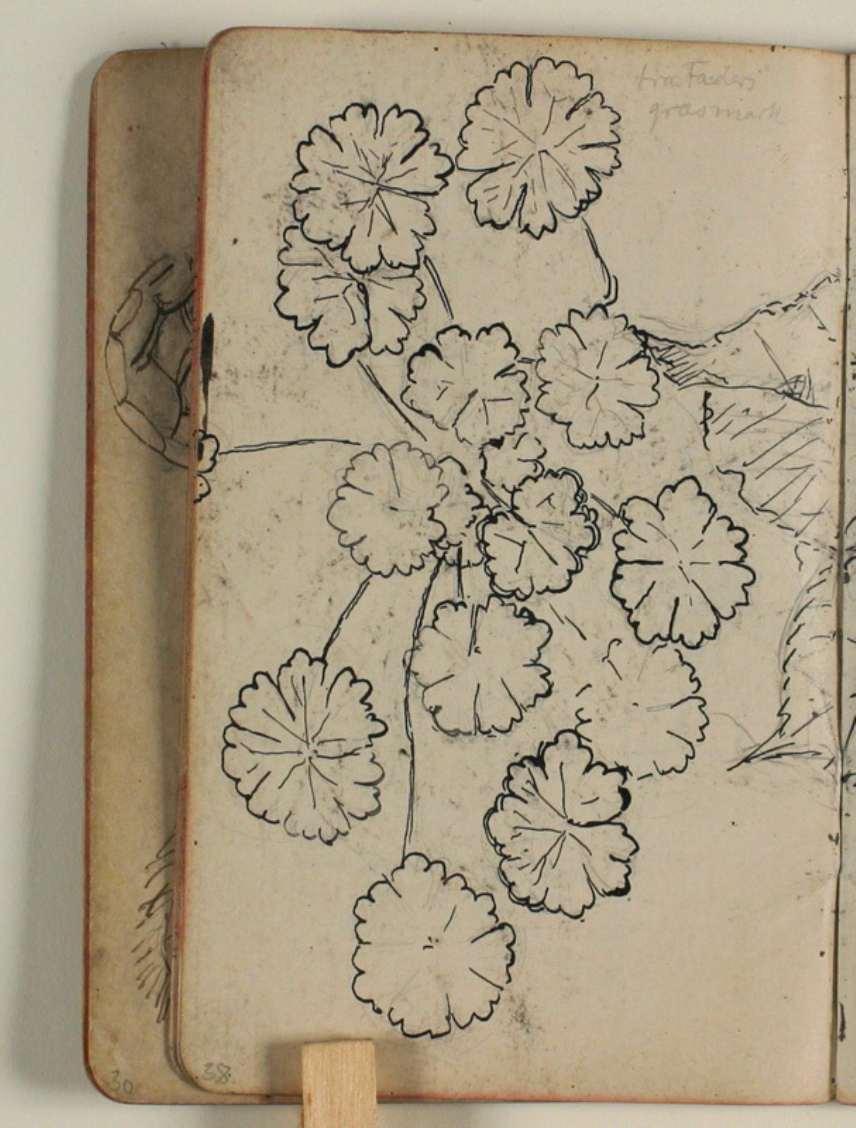 Plantestudier
