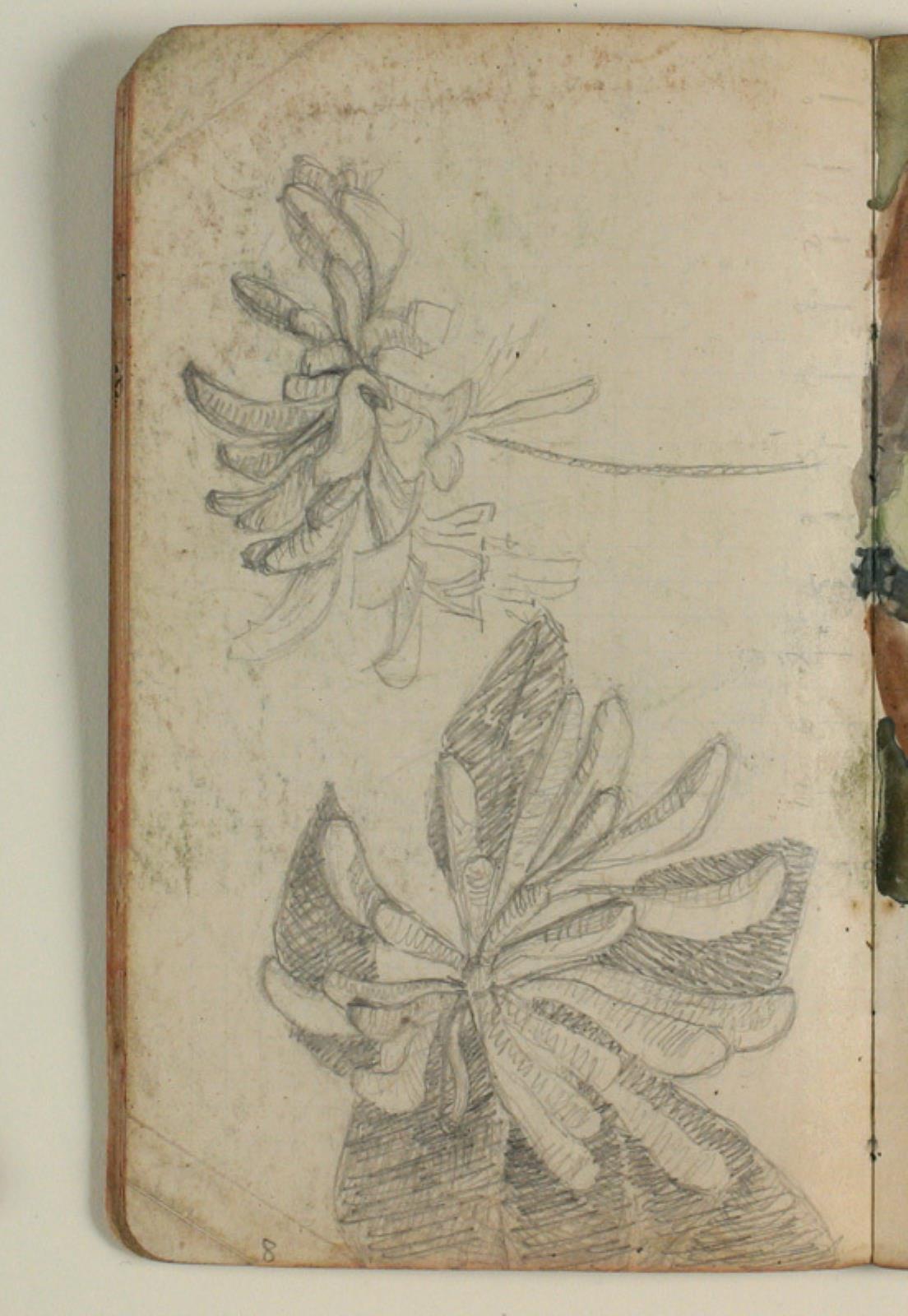 Plantestudier