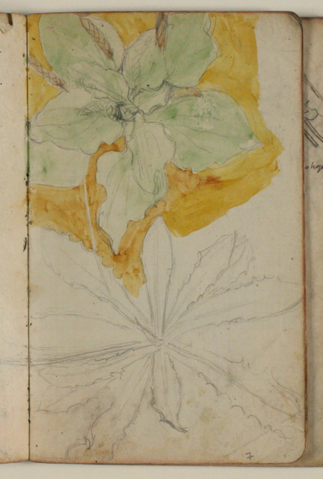 Plantestudier