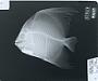Platax orbicularis