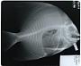 Platax orbicularis