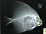 Platax pinnatus