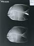Platax teira