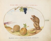 Plate 28: A "Tartarine" (Barbary Macaque?)  with Fruit and a Snail