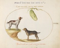 Plate 37: Two Spaniels with a Gourd