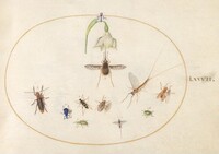 Plate 77: Dotted Bee Fly with a White Flower, a Mayfly,  a Blue Weevil, and Other Insects