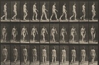 Plate Number 16. Walking