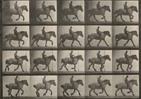 Plate Number 615. "Hansel" cantering, bareback