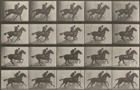 Plate Number 628. "Daisy" galloping